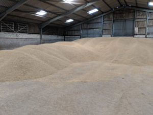 Laureate barley in shed